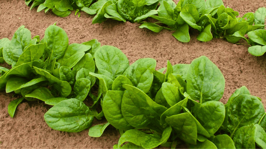 planting with spinach
