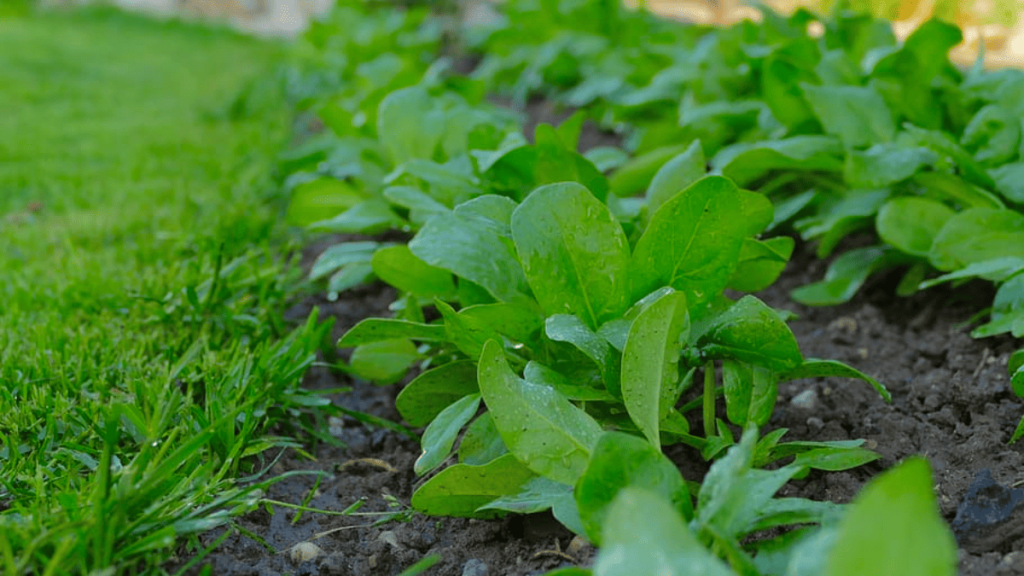spinach companion plants