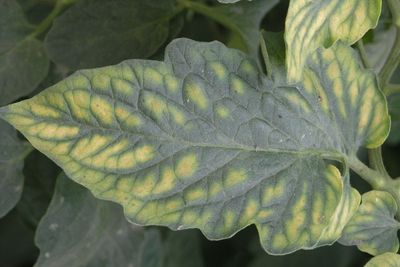 white spots on tomato leaves