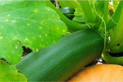 zucchini leaves turning yellow