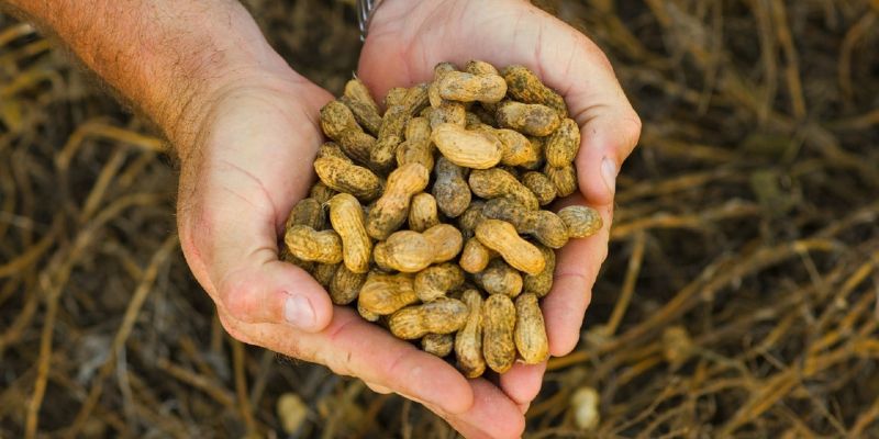 Freshly harvested peanuts