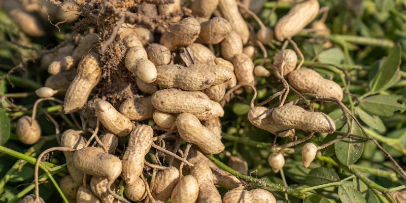 When To Harvest Peanuts
