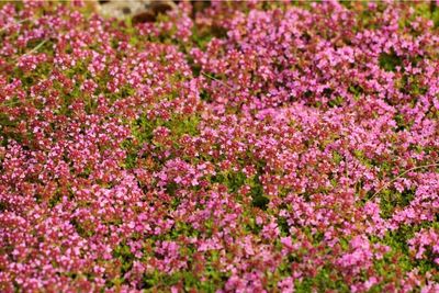 Red Creeping Thyme