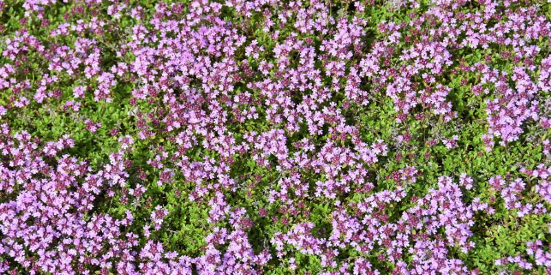 creeping thyme lawn