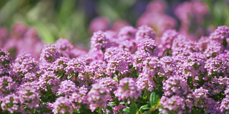 creeping red thyme lawn