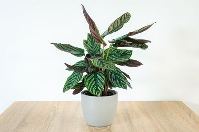 how to propagate prayer plant
