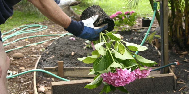 preparing the hole for planting