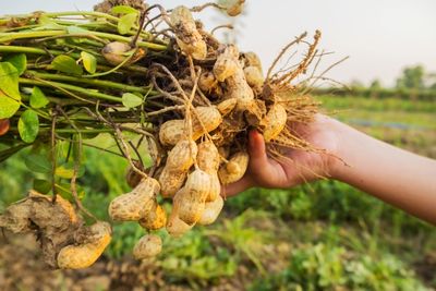 when to harvest peanuts
