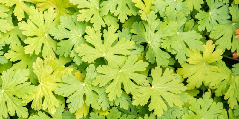 Leaves on My Geranium Turning Yellow