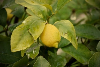 lemon tree leaves turning yellow