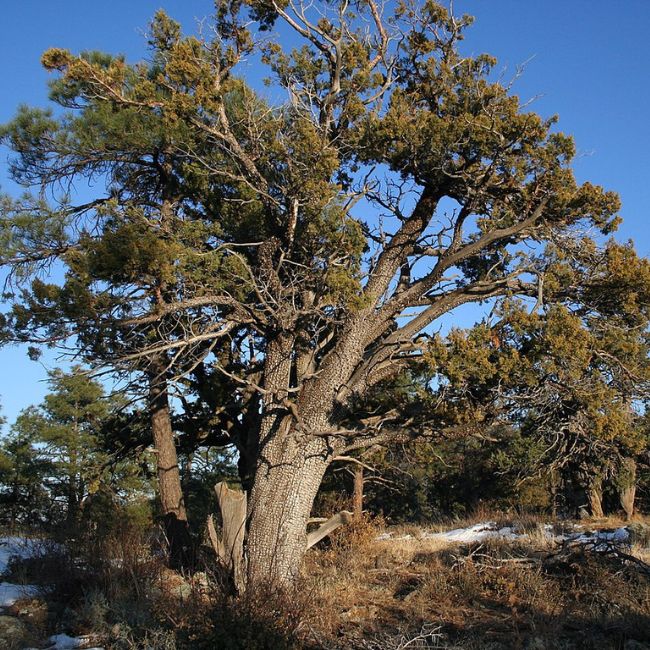 Alligator Juniper