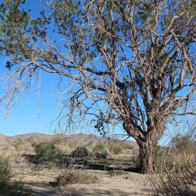 Desert Ironwood