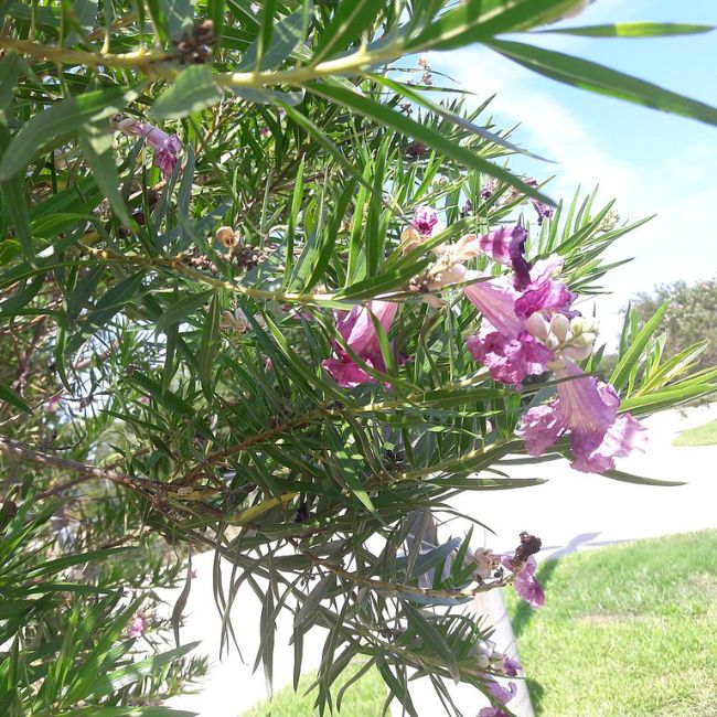 Desert Willow