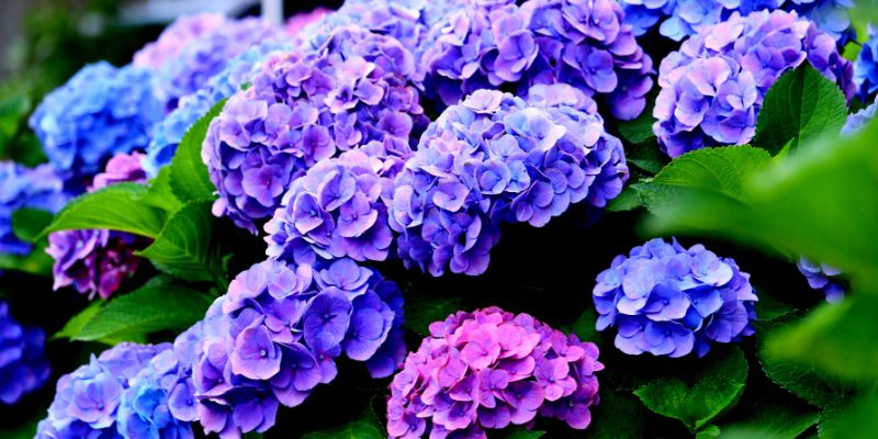 Hydrangea
