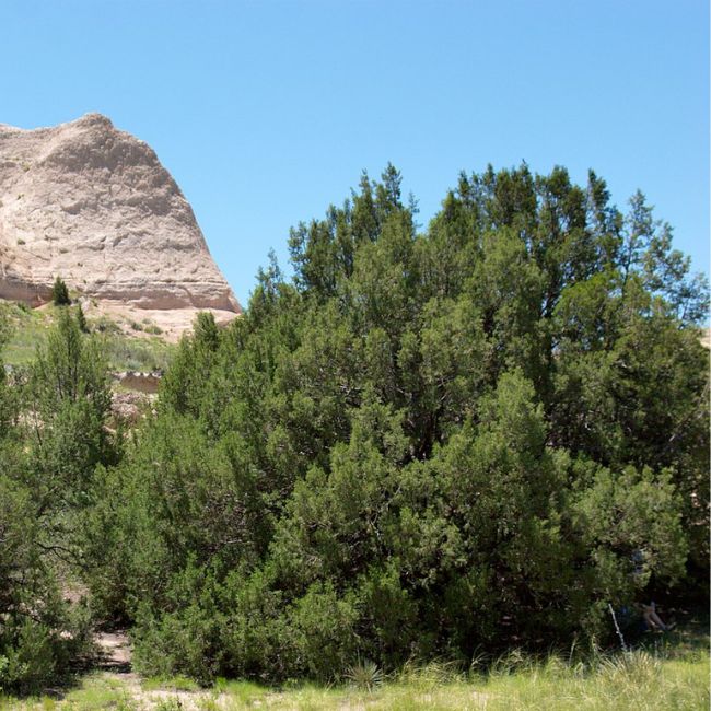 Rocky Mountain Juniper