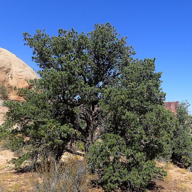 Two-Needle Pinyon