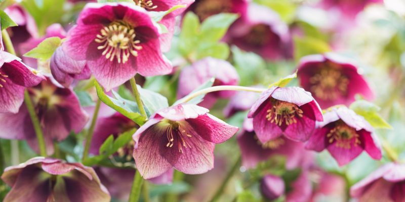 Hellebore