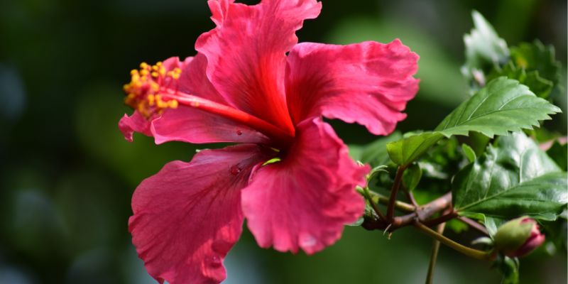 Hibiscus