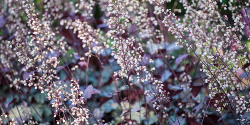 Heuchera