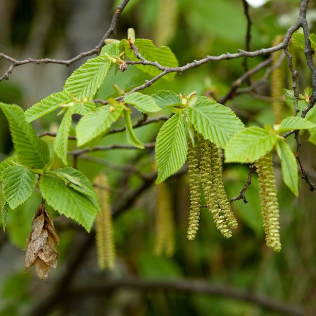 American Hornbeam