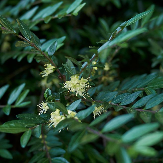 Box Honeysuckle (Lonicera nitida)