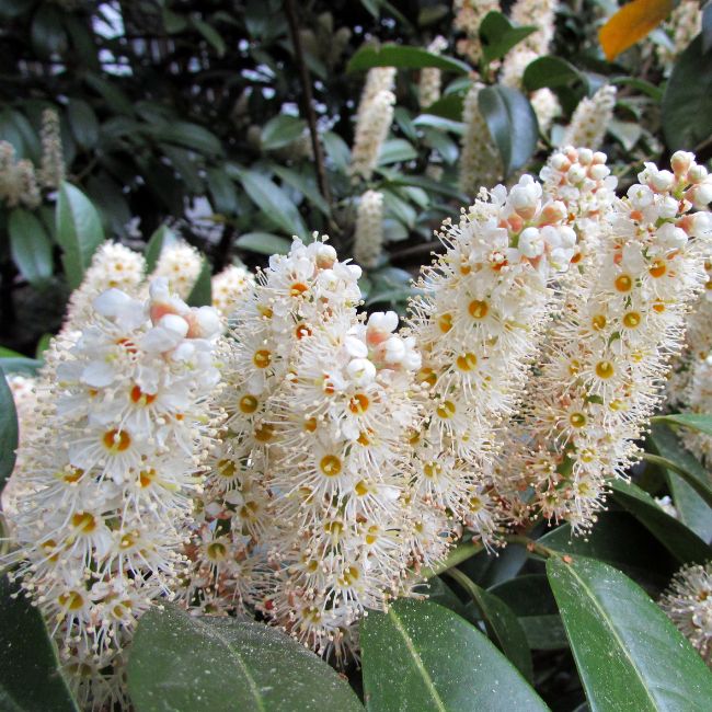 Cherry laurel (Prunus laurocerasus)