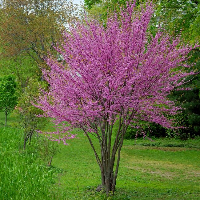 Eastern Redbud