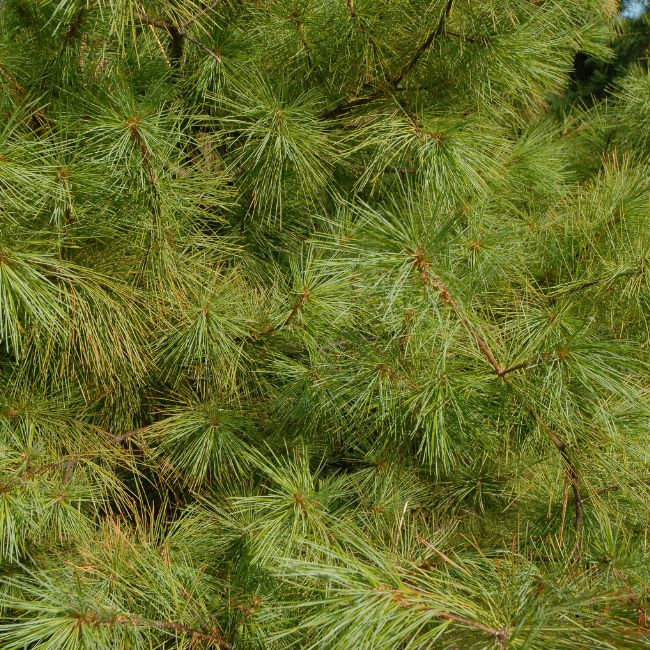 Eastern White Pine