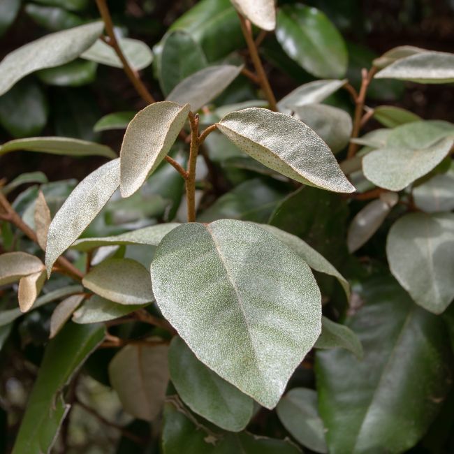 Elaeagnus (Elaeagnus x ebbingei)