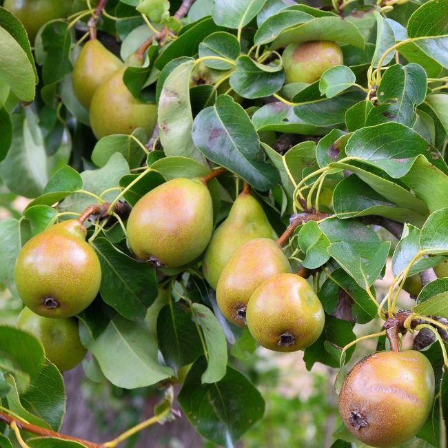 European Pear