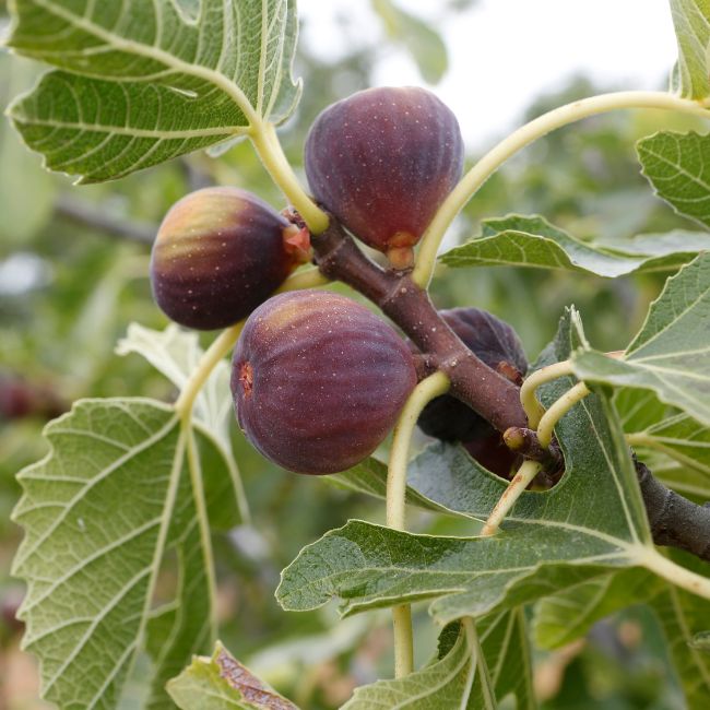 Ficus carica