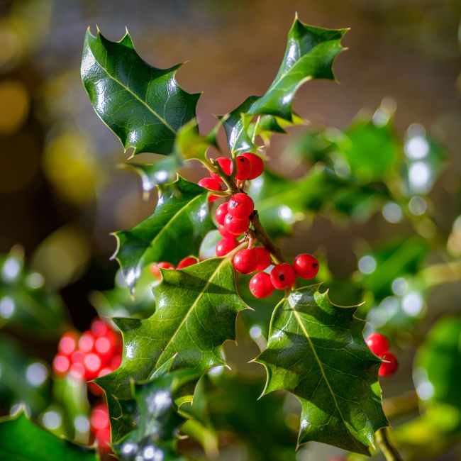 Holly (Ilex)