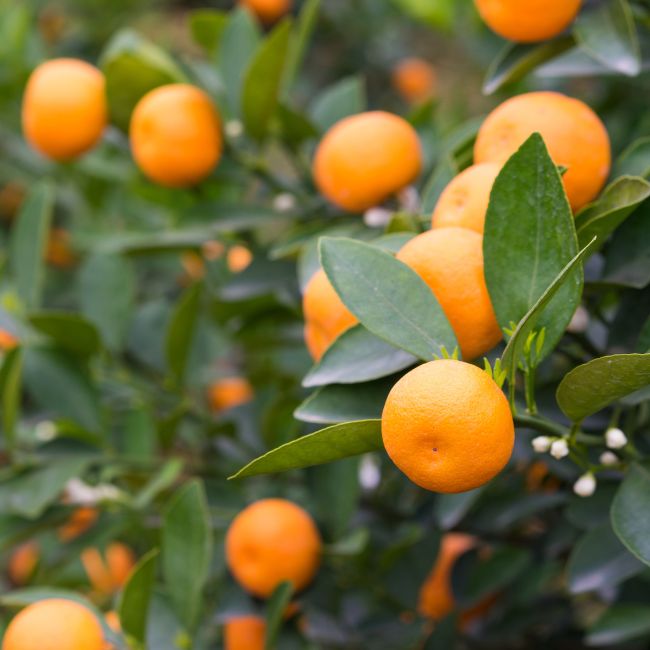 Kumquat