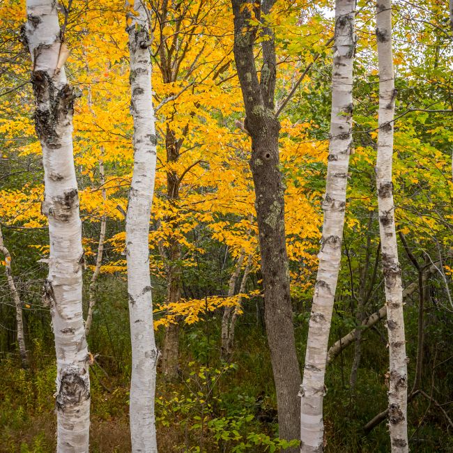 Paper Birch