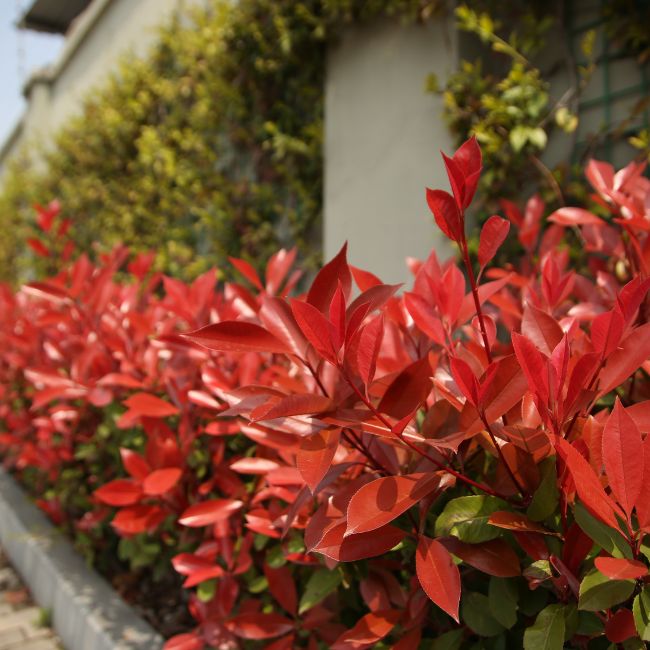 Photinia ‘Red Robin’ (Photinia x fraseri)