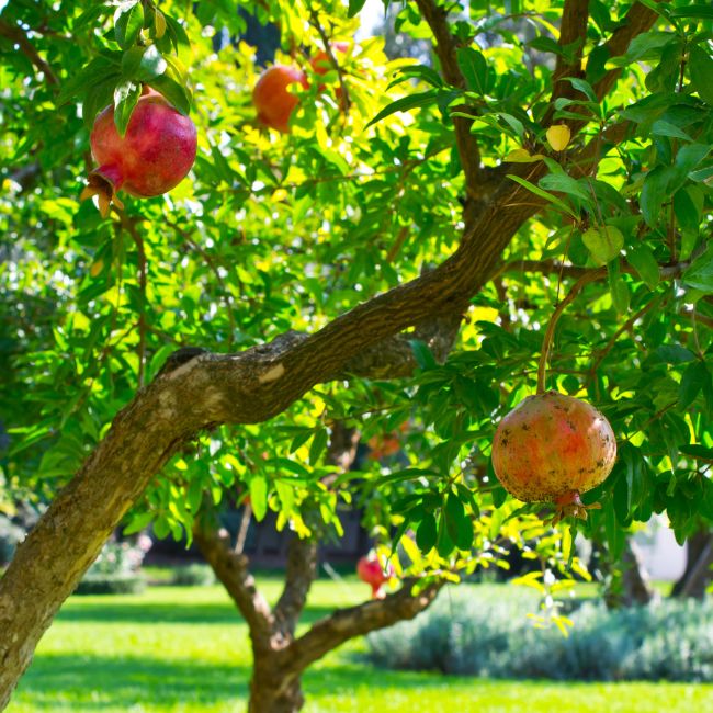 Pomegranate
