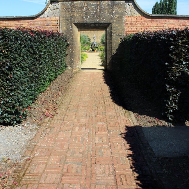 Purple Beech (Fagus sylvatica purpurea)