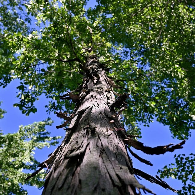 Shagbark Hickory