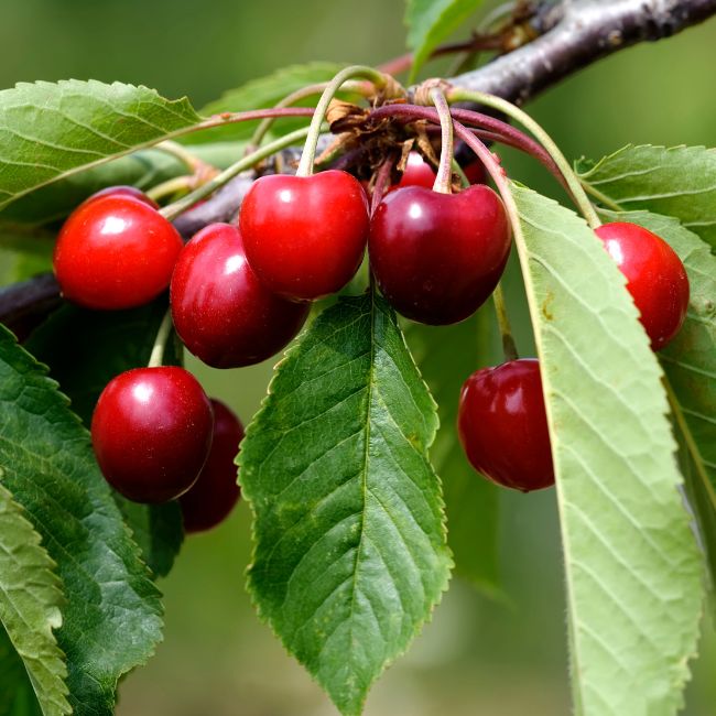 Sour Cherry