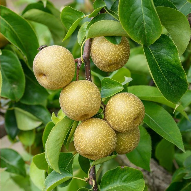 asian pear