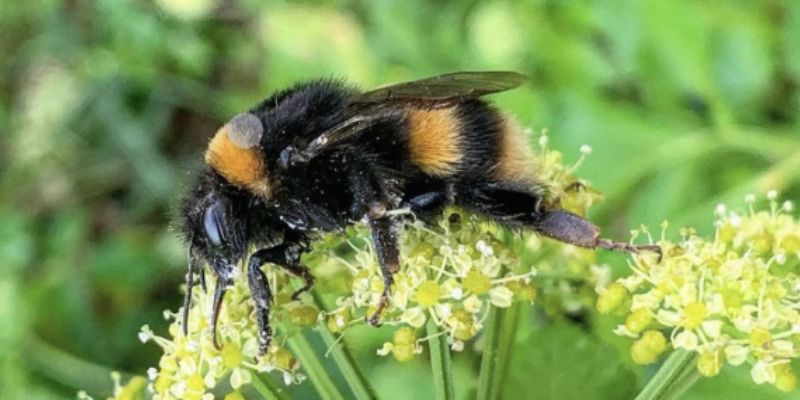 Attracting Bees Assists Pollination - Companion Plants for Jalapeños