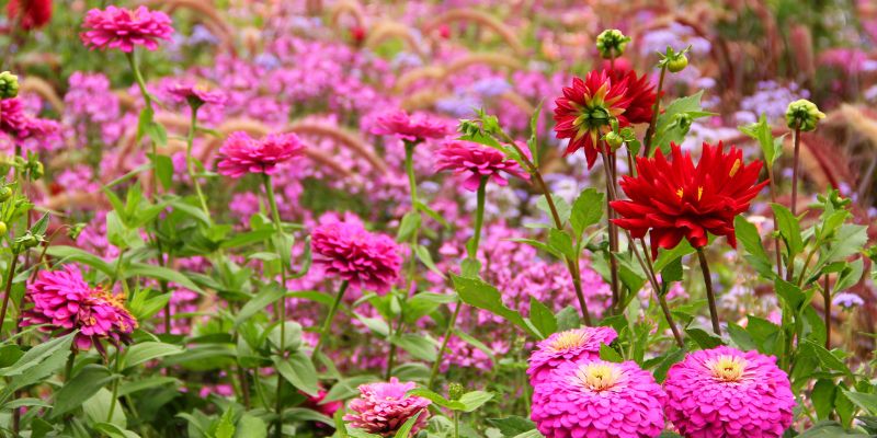 Dahlias are the perfect companion plant for zinnias