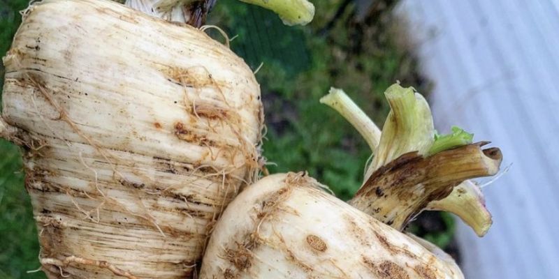 Parsnips make great companions for radish