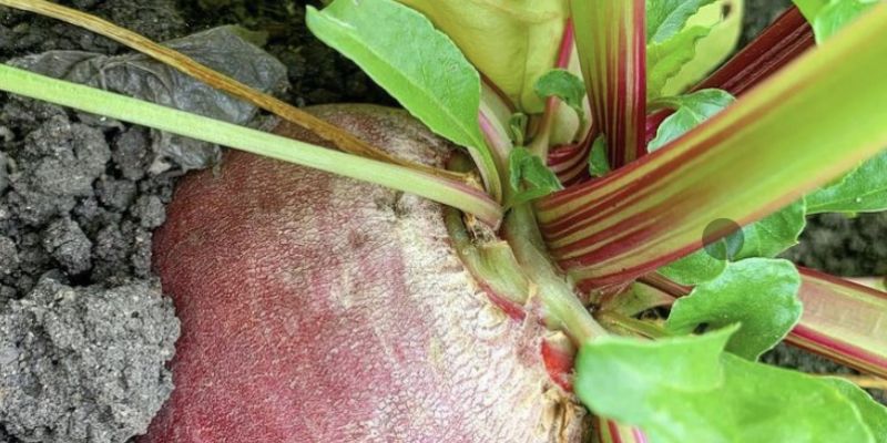 Beets are good companion plants for rhubarb