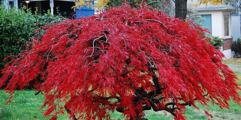 Japanese Maple