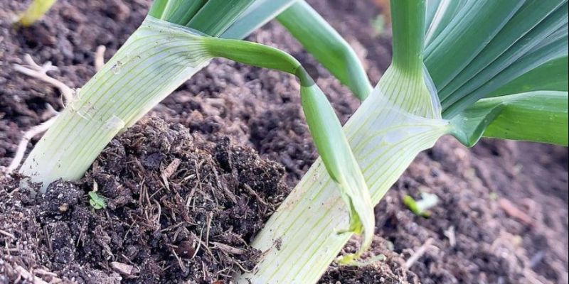 Peas, beans and other legumes
