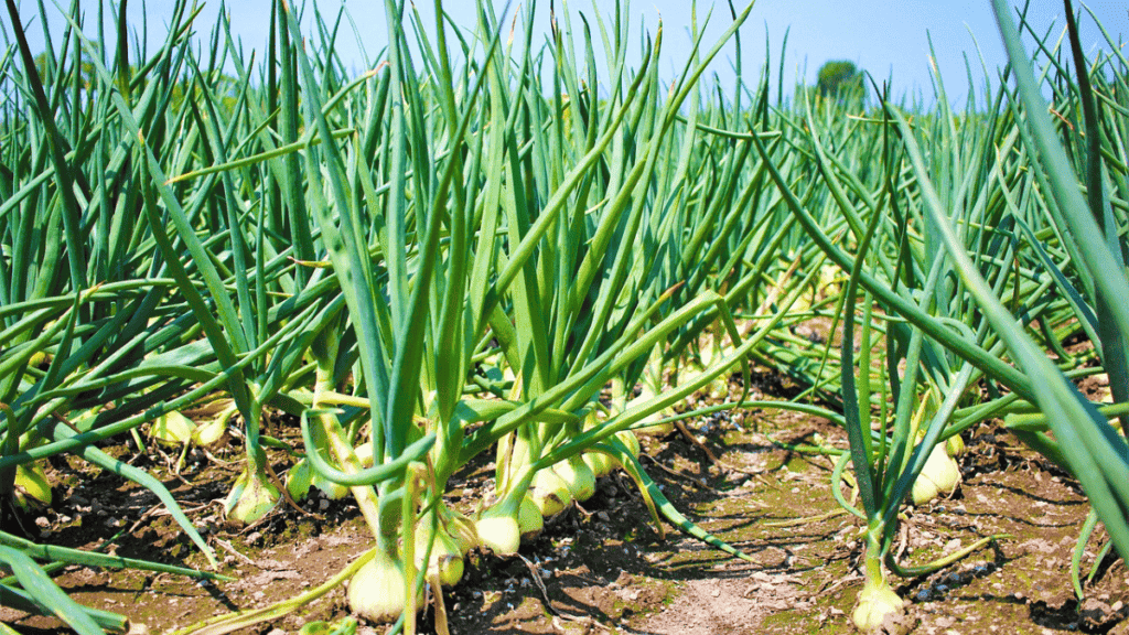 companion planting onions