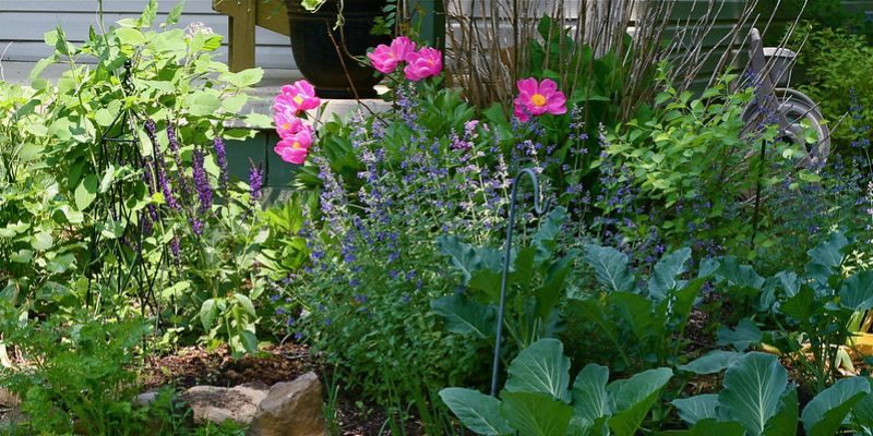 companion plants for peonies