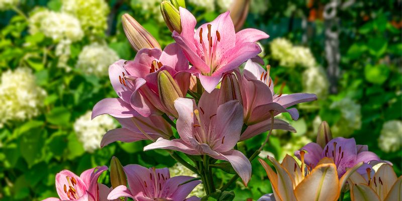 lilies and hydrangea