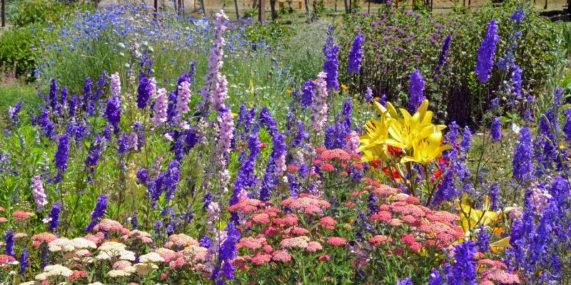 lilies and pink yarrow